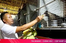 'Mục sở thị' trại nuôi chồn hương tiền tỷ