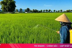 Bám đồng chăm lúa, nông dân Hà Tĩnh hướng tới vụ hè thu thắng lợi