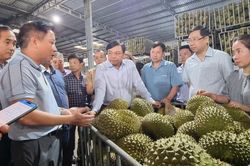 Gỡ nút thắt mã số vùng trồng, mở rộng thị trường xuất khẩu sầu riêng