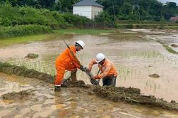 Ch&ugrave;m ảnh: C&ocirc;ng ty Điện lực Sơn La khẩn trương kh&ocirc;i phục cấp điện sau mưa lũ