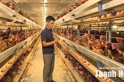 Những trang trại chăn nuôi thời công nghệ