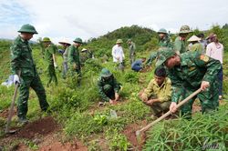 X&atilde; Mường Nh&eacute; ra qu&acirc;n trồng mới c&acirc;y c&agrave; ph&ecirc;, mắc ca