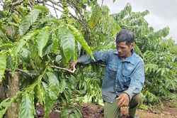 Cà phê rụng quả non, nông dân lo giảm năng suất