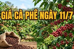 Giá cà phê ngày 11/7: Thị trường bật tăng trở lại trước áp lực nguồn cung thắt chặt