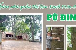 Khám phá quần thể lim xanh trên đỉnh Pù Đinh