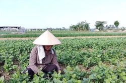 Nâng cao năng lực tổ chức sản xuất, quản lý chất lượng nông sản