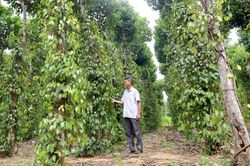 Cơ cấu mới cây trồng lâm nghiệp