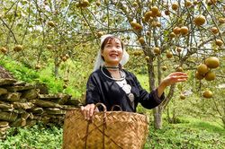 Thức quà của núi