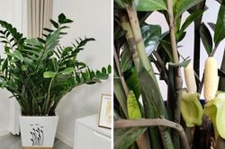Tại sao bạn nên để một chậu cây kim tiền trong nhà?