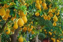 Có nên trồng cây bưởi trước nhà? Ý nghĩa phong thủy là gì?