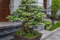 Có nên trồng cây mai chiếu thủy trước nhà?