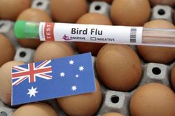 Úc báo động sau khi chim bản địa nhiễm cúm gia cầm H5N1