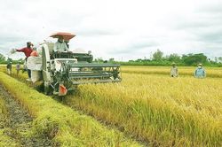 Giá lúa gạo hôm nay 11/7: Lúa ổn định, gạo bán lẻ biến động