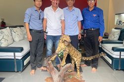 Bảo tàng ở Huế tiếp nhận tiêu bản động vật hoang dã quý hiếm