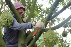 Nghề 'gõ sầu riêng' vào mùa kiếm tiền