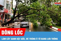 Dông lốc làm cây xanh bật gốc, đè trúng ô tô đang lưu thông