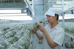 Khám phá thủ phủ nuôi cấy mô ngành nông nghiệp công nghệ cao