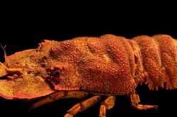 Tôm mũ ni kỳ lạ với chiếc 'mũ bảo hiểm' độc đáo
