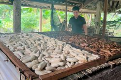 Đặc sản Tuyên Quang làm từ chuối gác bếp, vị ngọt thơm, để vài ngày vẫn mềm dẻo