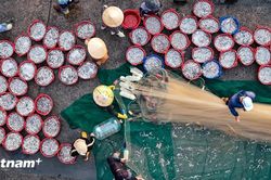 Cảng c&aacute; Mỹ T&acirc;n: Nhịp sống hối hả của ngư d&acirc;n nơi cửa biển Kh&aacute;nh H&ograve;a
