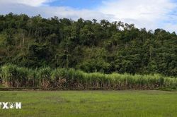 Gia Lai: Thu mua m&iacute;a nhỏ giọt, người d&acirc;n gồng m&igrave;nh g&aacute;nh thiệt