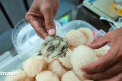 Mục sở thị quy trình biến tổ yến thô thành 'vàng trắng' tại thủ phủ yến An Giang