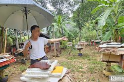 Bí quyết nuôi ong mật ở vùng đệm VQG Phong Nha – Kẻ Bàng cho thu nhập hàng tỷ đồng mỗi năm