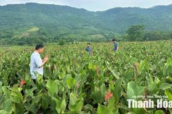 Hiệu quả trồng cây dong riềng ở Cẩm Thạch