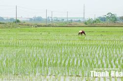 Xây dựng cánh đồng một giống lúa