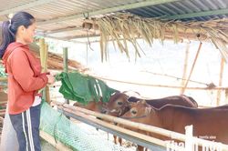 Tam Lư hỗ trợ sinh kế giúp người dân vươn lên thoát nghèo