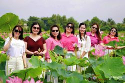 [Chùm ảnh] Cánh đồng sen Phú Hòa vào mùa nở rộ, tọa độ check-in không thể bỏ lỡ