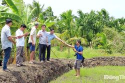 Đồng chí Nguyễn Phước Thiện khảo sát tình hình cây trồng bị thiệt hại chưa rõ nguyên nhân tại xã Tân Phước 3