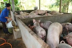 Đẩy nhanh triển khai Chương trình mục tiêu quốc gia xây dựng nông thôn mới và giảm nghèo bền vững