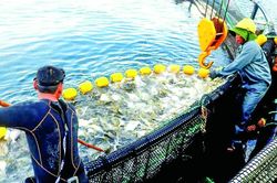 Đánh thức sức mạnh kinh tế biển