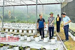 Liên minh Hợp tác xã tỉnh khảo sát mô hình chuyển đổi số nông nghiệp thông minh tại xã Trường Hà