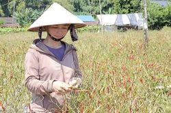 Chung tay tiêu thụ ớt xanh, sẻ chia khó khăn với nông dân vùng lũ