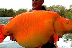 Cận cảnh con cá vàng 'khổng lồ' nặng tới 31kg, nhiều người kinh ngạc ví như 'quái vật dưới nước'