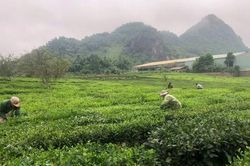 Hướng đến nông dân chuyên nghiệp