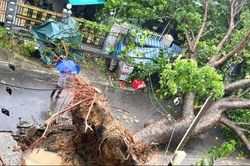 Cắt tỉa cây xanh ưu tiên bảo đảm an toàn trước mùa mưa