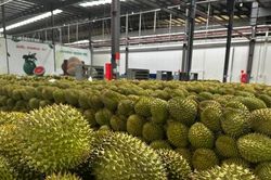 Bộ Nông nghiệp và Môi trường đề xuất rút ngắn thời gian cấp mã số vùng trồng