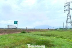 Những cánh đồng hai vụ 'mắc kẹt' bên cao tốc Bắc - Nam