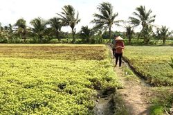 Khẩn cấp tìm nguyên nhân cánh đồng rau màu cháy lá, chết khô