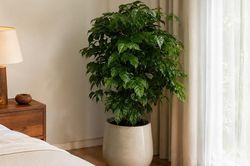Cây lưỡi hổ và cây hạnh phúc: Loại nào phù hợp để trong phòng ngủ?