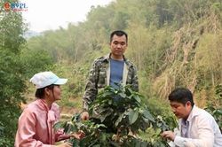 Khi cà phê nở hoa trên đất luồng Thiên Phủ: Làn gió mới nơi miền sơn cước