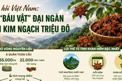 Hoa hồi Việt Nam: Từ 'báu vật' đại ngàn đến kim ngạch triệu đô
