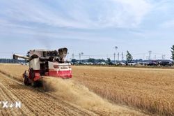 Siêu El Nino có thể gây cú sốc tăng giá lương thực toàn cầu đến năm 2028