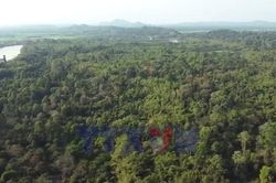 Việt Nam thu 56,5 triệu USD từ chuyển nhượng tín chỉ carbon rừng