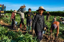 Nhộn nhịp mùa thu hoạch khoai mì trên những cánh đồng Tây Ninh