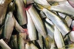 Mỹ đánh giá loại cá 'tốt bậc nhất thế giới', người Việt gặp hàng ngày ngoài chợ