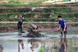 Nhộn nhịp vụ mùa trên vùng cao Tuyên Quang